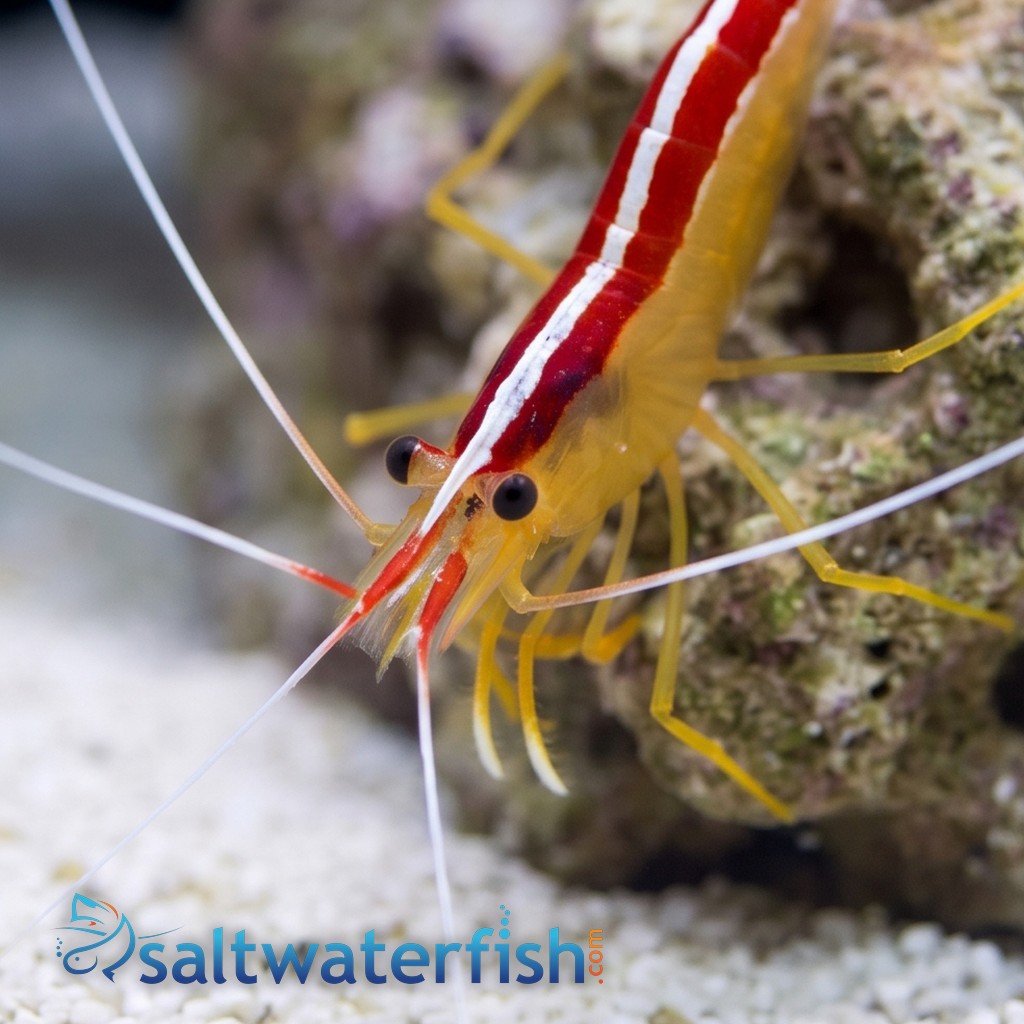 Cleaner Shrimp - Atlantic