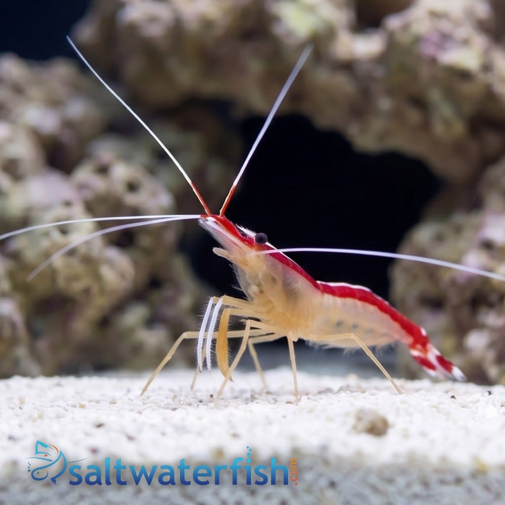 Cleaner Shrimp - Atlantic