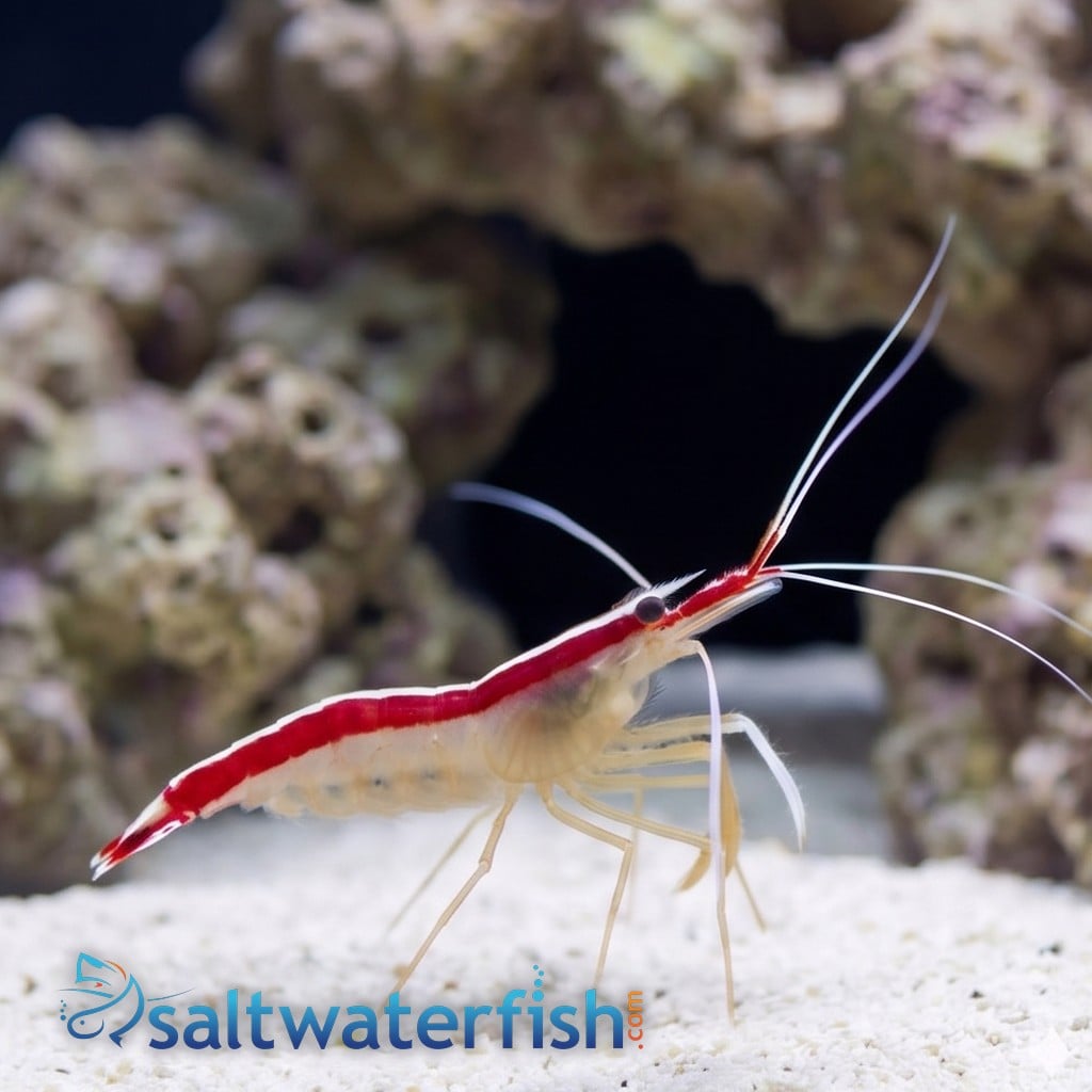 Cleaner Shrimp - Atlantic