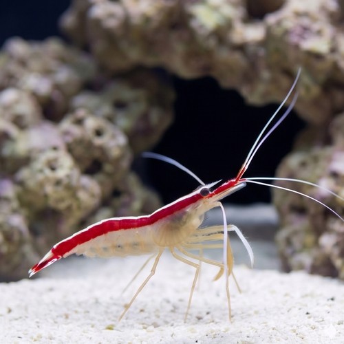 Cleaner Shrimp - Atlantic