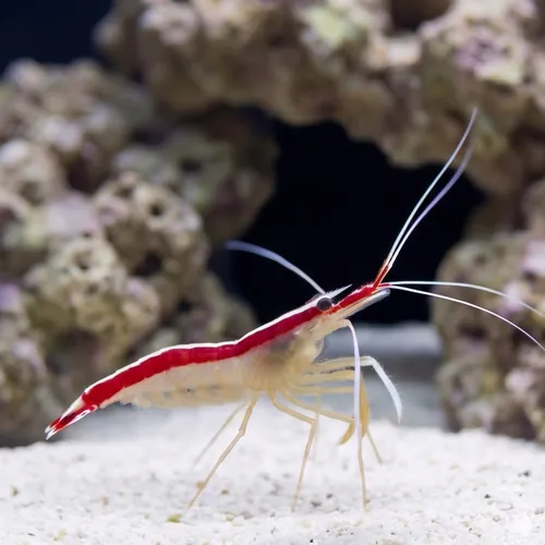 Cleaner Shrimp - Atlantic