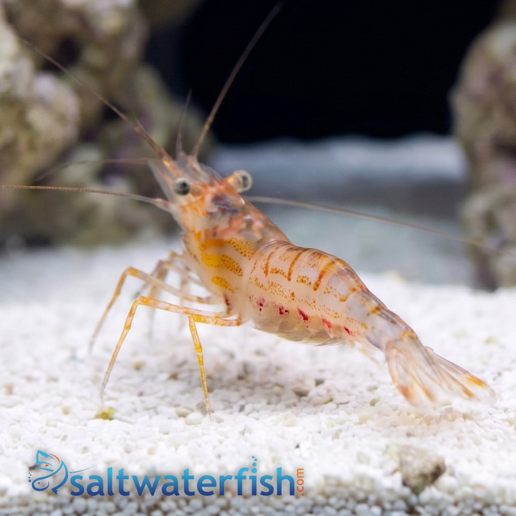 Junda Lin's Peppermint Shrimp