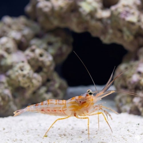 Junda Lin's Peppermint Shrimp