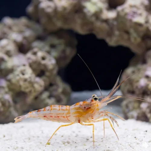 Junda Lin's Peppermint Shrimp
