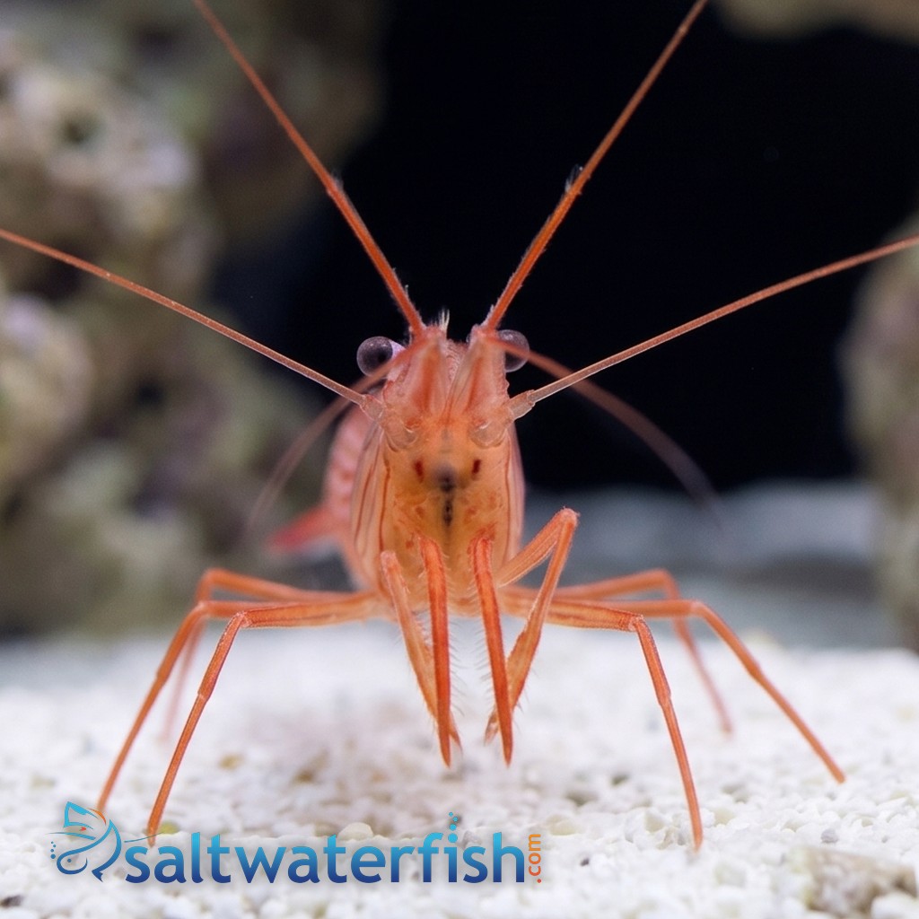 Peppermint Shrimp