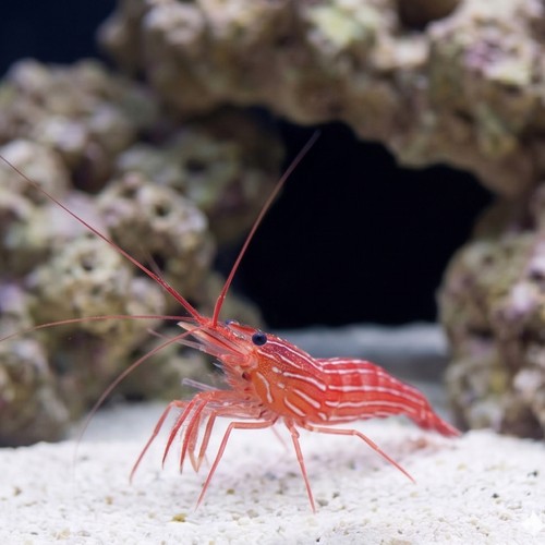 Peppermint Shrimp - Caribbean