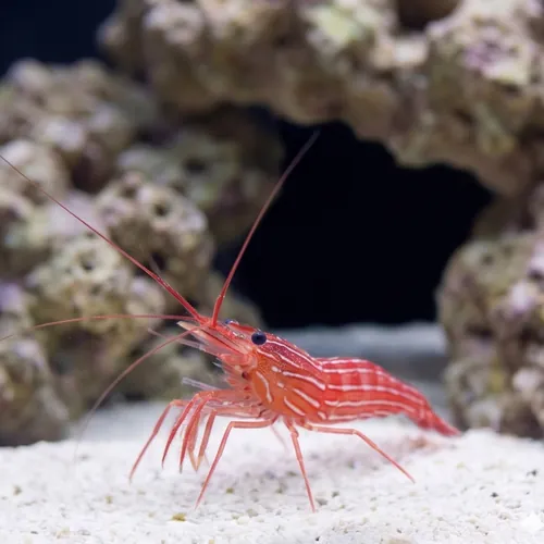 Peppermint Shrimp