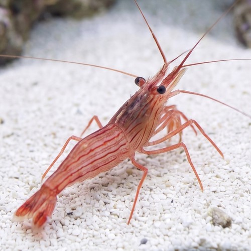 Peppermint Shrimp - East Americas