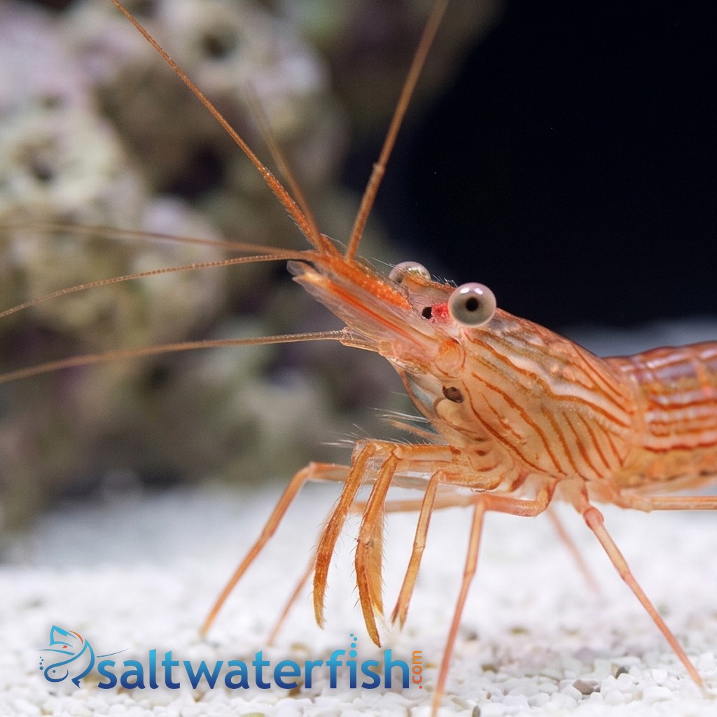 Peppermint Shrimp - Aquacultured