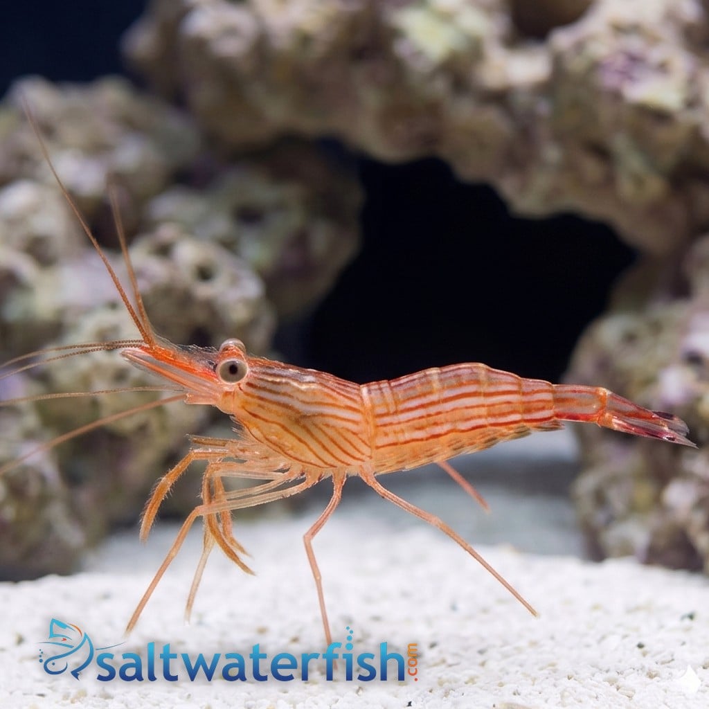 Peppermint Shrimp - Aquacultured