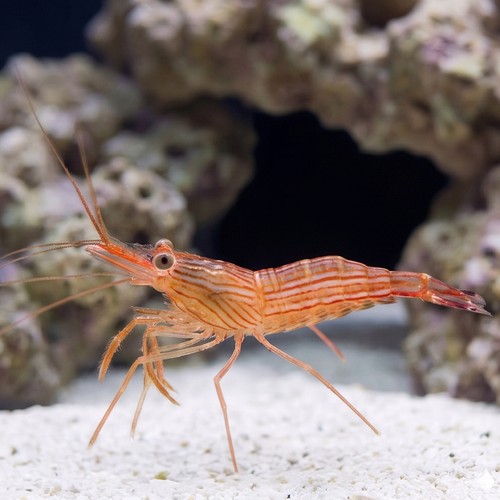 Peppermint Shrimp - Aquacultured