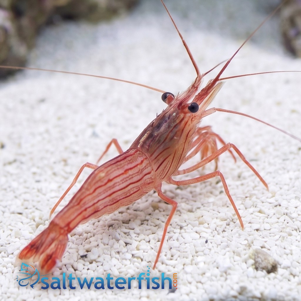 Peppermint Shrimp - Aquacultured