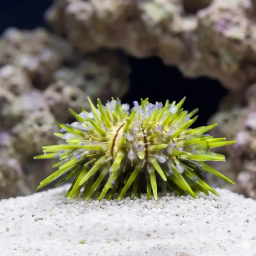 Pincushion Urchin : Green - Aquacultured