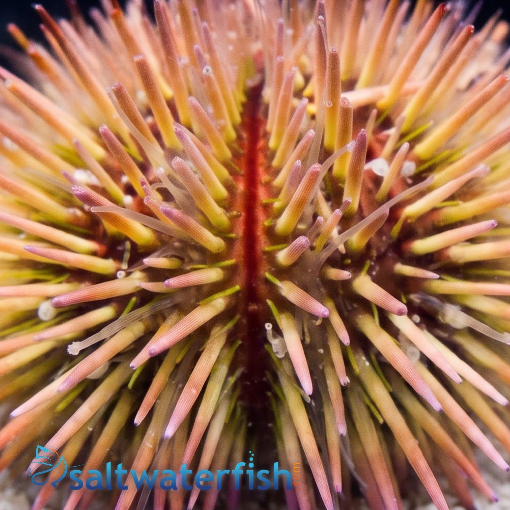 Pincushion Urchin - Aquacultured