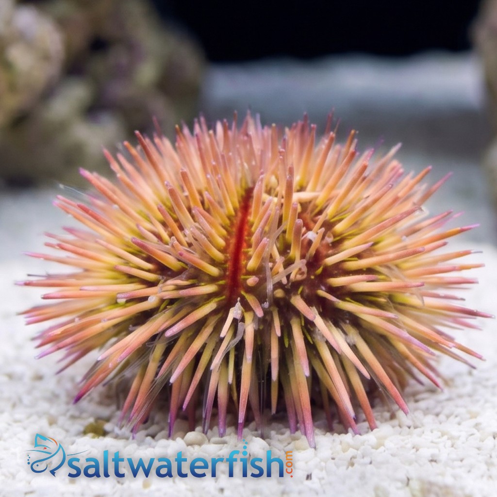 Pincushion Urchin - Aquacultured