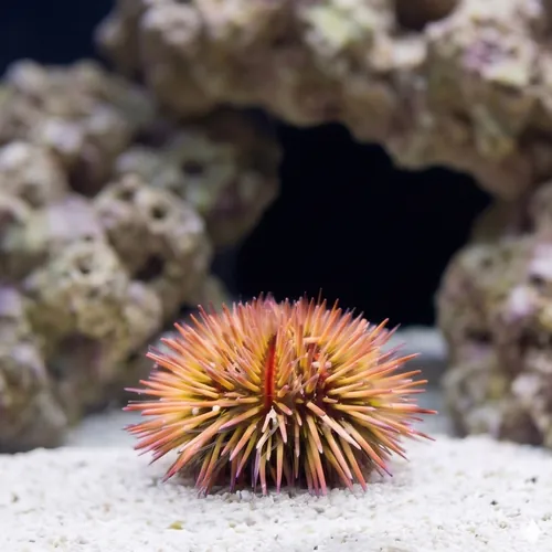Pincushion Urchin - Aquacultured