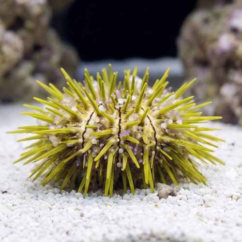 Jewel Pincushion Urchin - Aquacultured