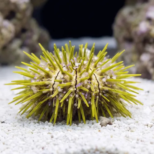 Jewel Pincushion Urchin - Aquacultured