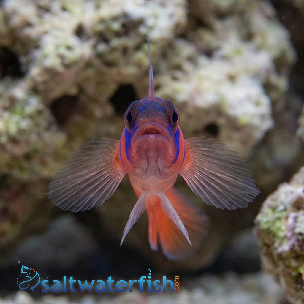 Catalina Goby - Eastern Pacific