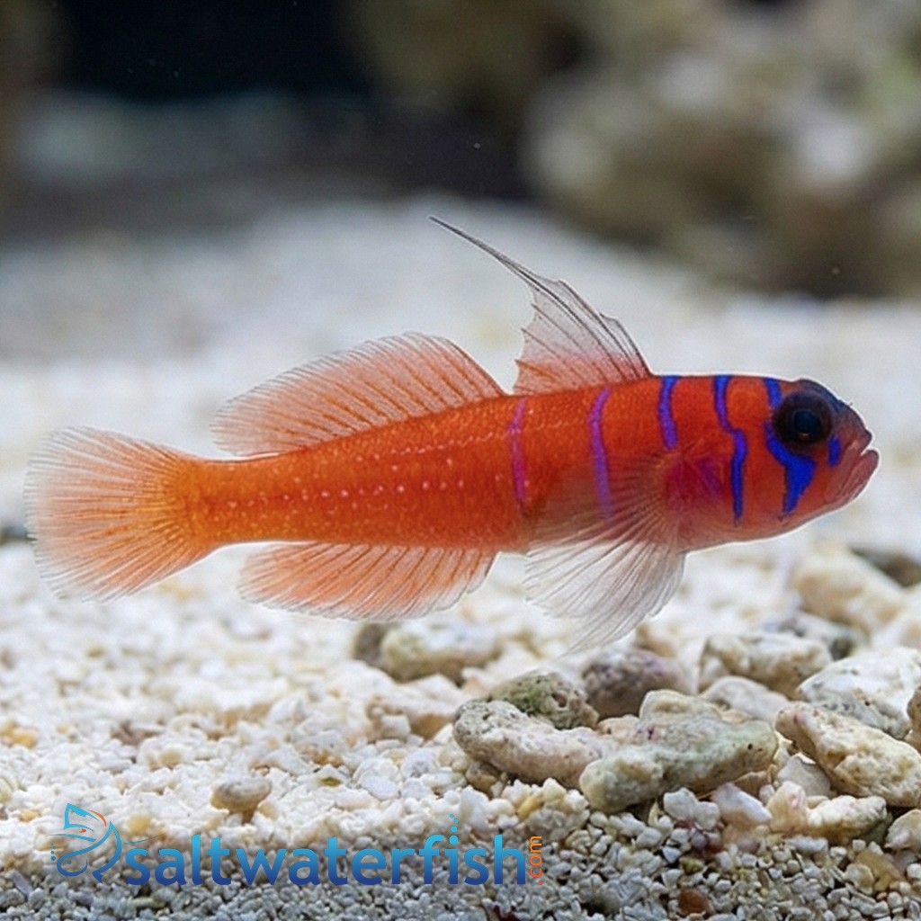 Catalina Goby - Eastern Pacific
