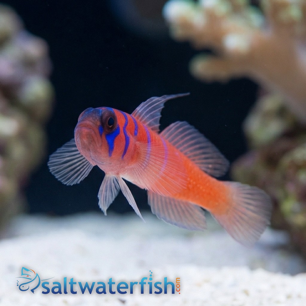 Catalina Goby - Eastern Pacific