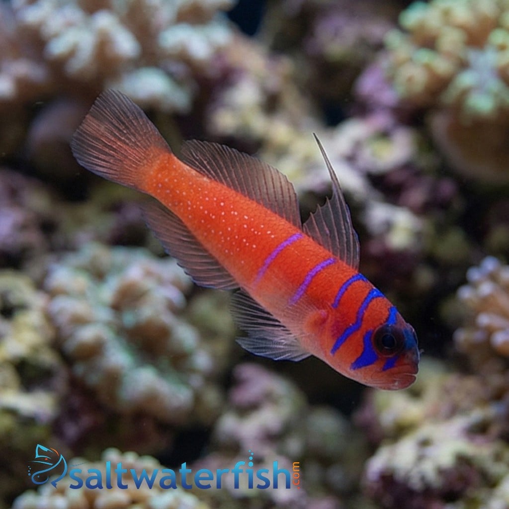 Catalina Goby - Eastern Pacific