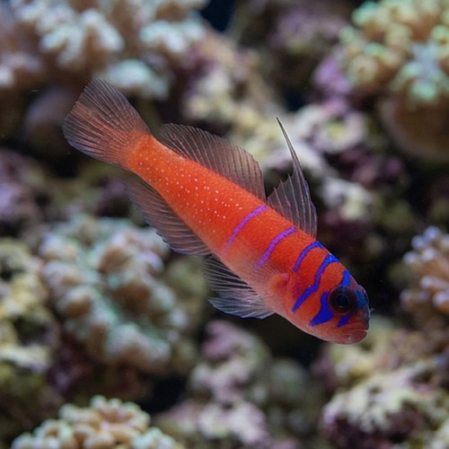 Catalina Goby - Eastern Pacific