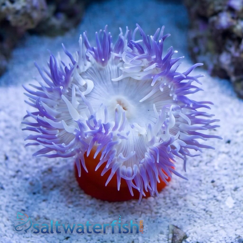 Long Tentacle Anemone: Purple