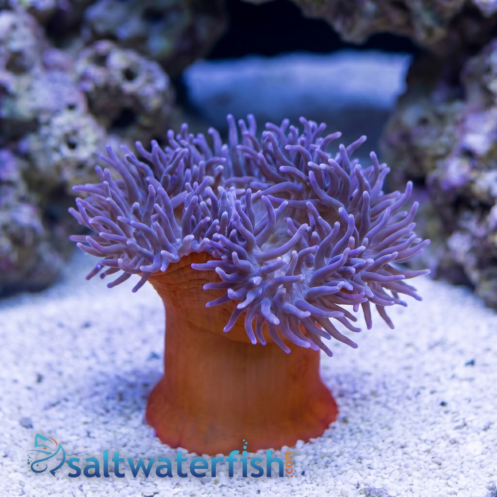 Long Tentacle Anemone: Purple