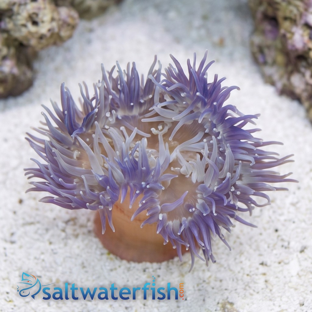 Long Tentacle Anemone: Purple