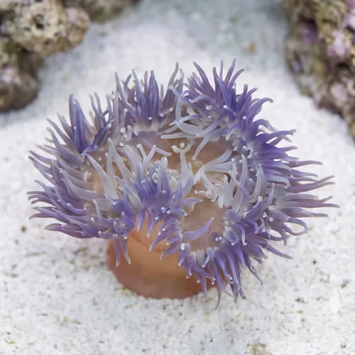 Long Tentacle Anemone: Purple