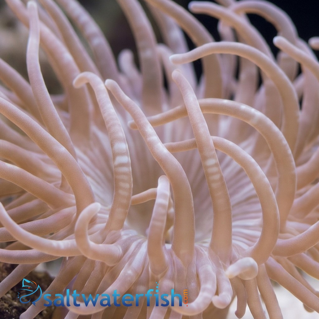 Long Tentacle Anemone