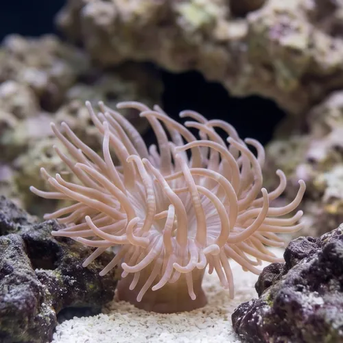 Long Tentacle Anemone - Anemones - Invertebrates