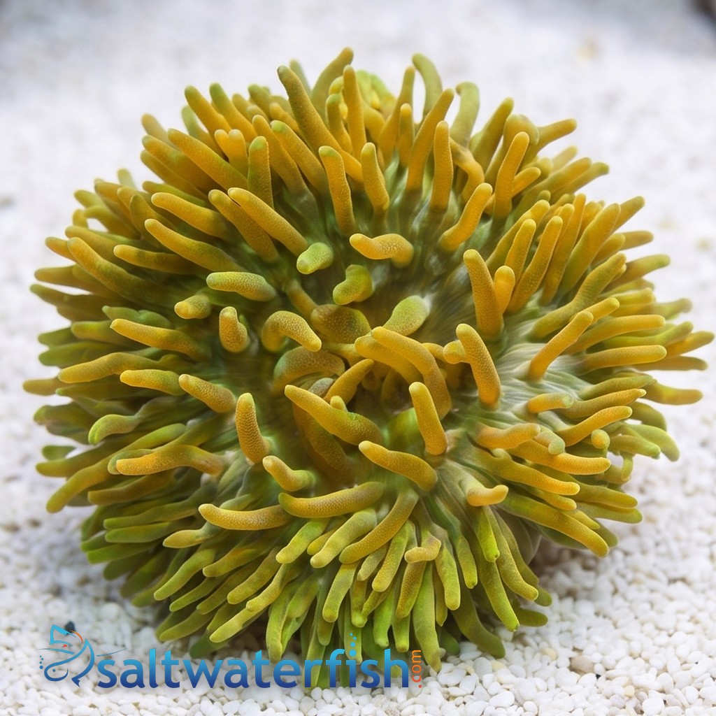 Long Tentacle Anemone Green  