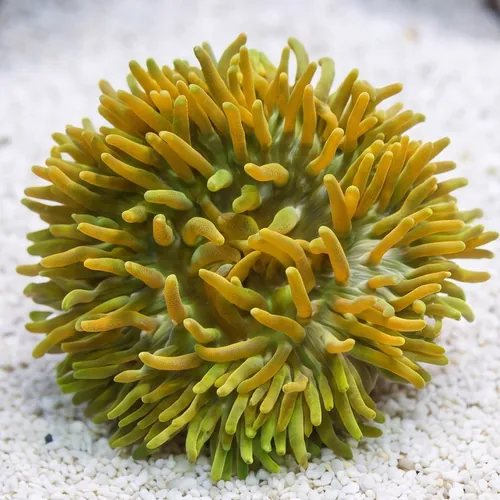 Long Tentacle Anemone Green
