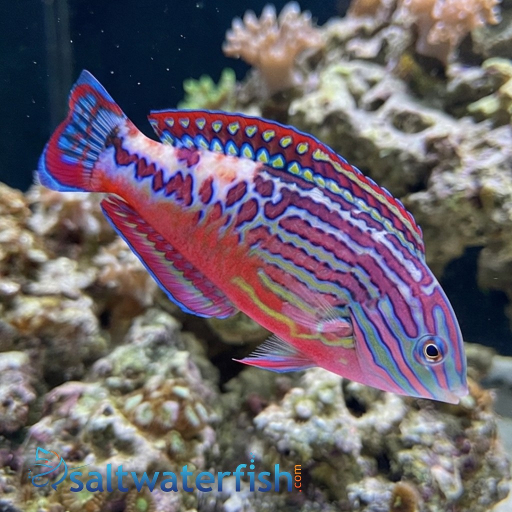 Divided Leopard Wrasse