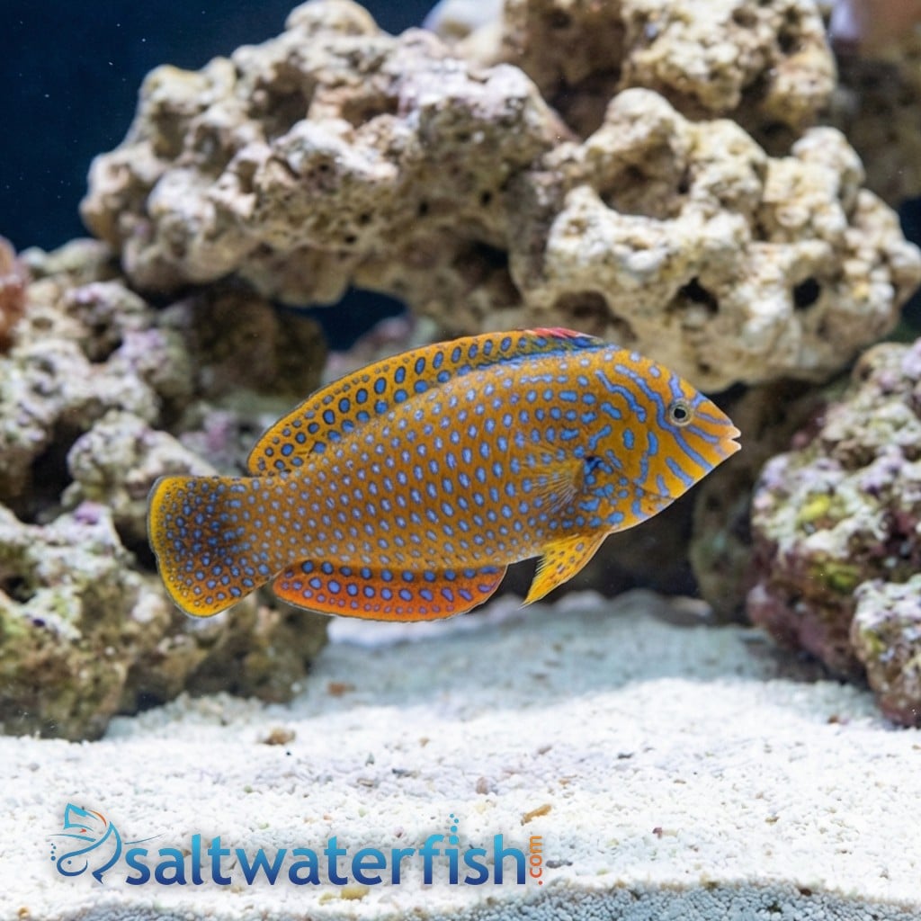 Potters Wrasse