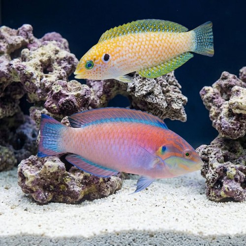 Kuiter's Leopard Wrasse