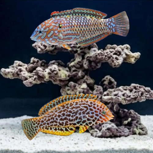 Leopard Wrasse: Fiji