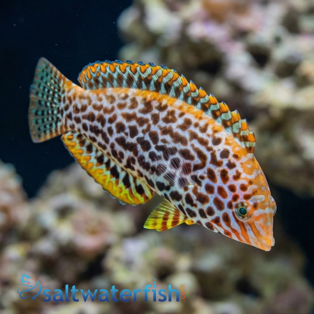 Leopard Wrasse