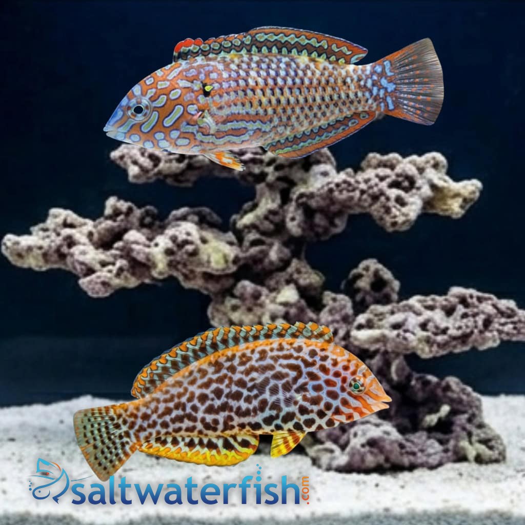Leopard Wrasse