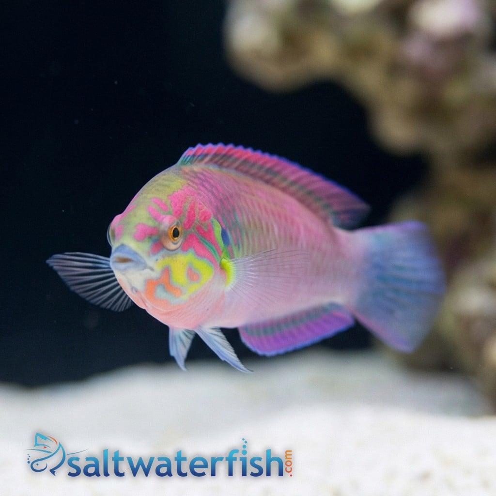 Moyer's Leopard Wrasse
