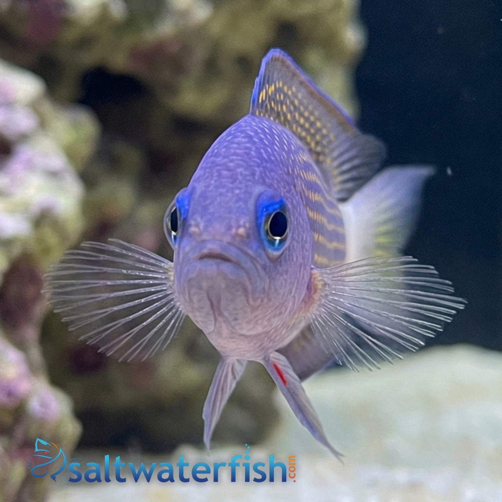 Sabah Dottyback