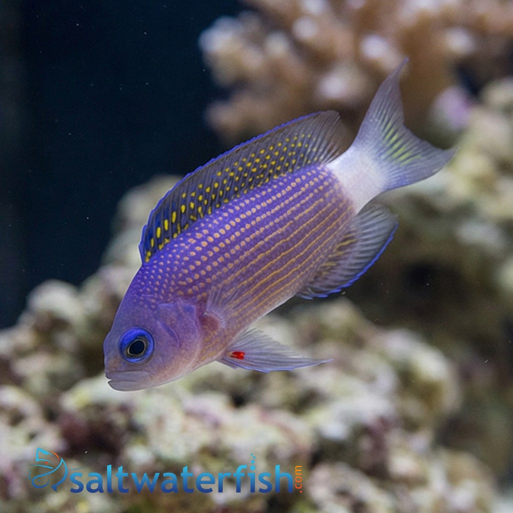 Sabah Dottyback