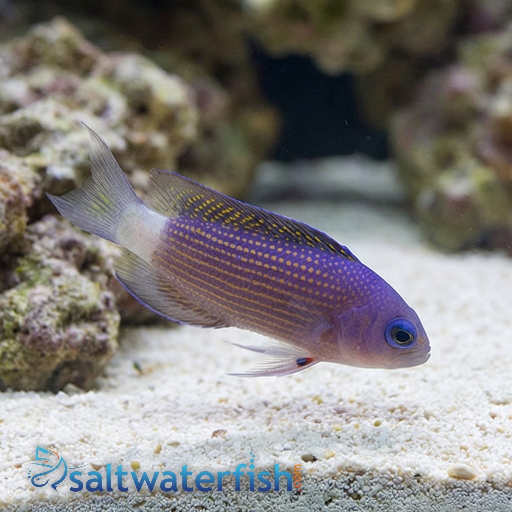 Sabah Dottyback