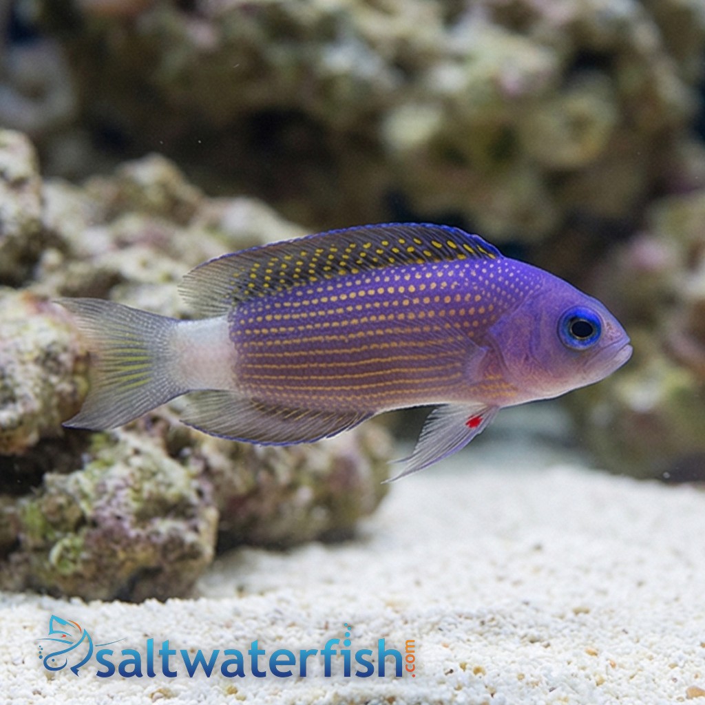 Sabah Dottyback