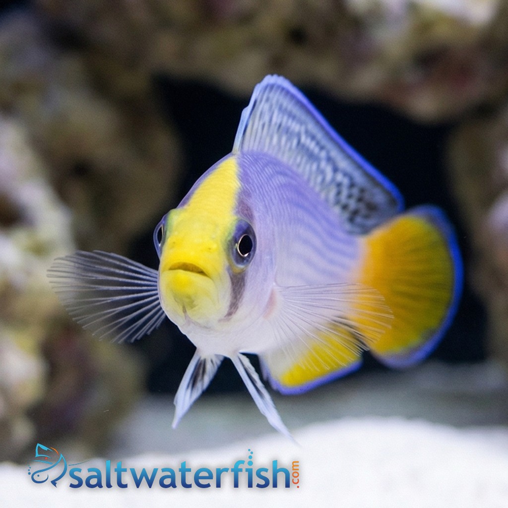 Splendid Dottyback - Atlantic - Captive Bred