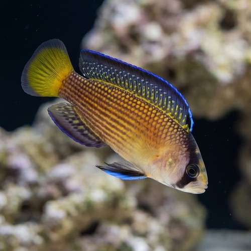 Splendid Dottyback - Atlantic - Captive Bred