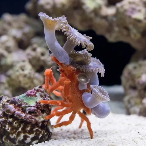 Sleepy Sponge Crab - Atlantic