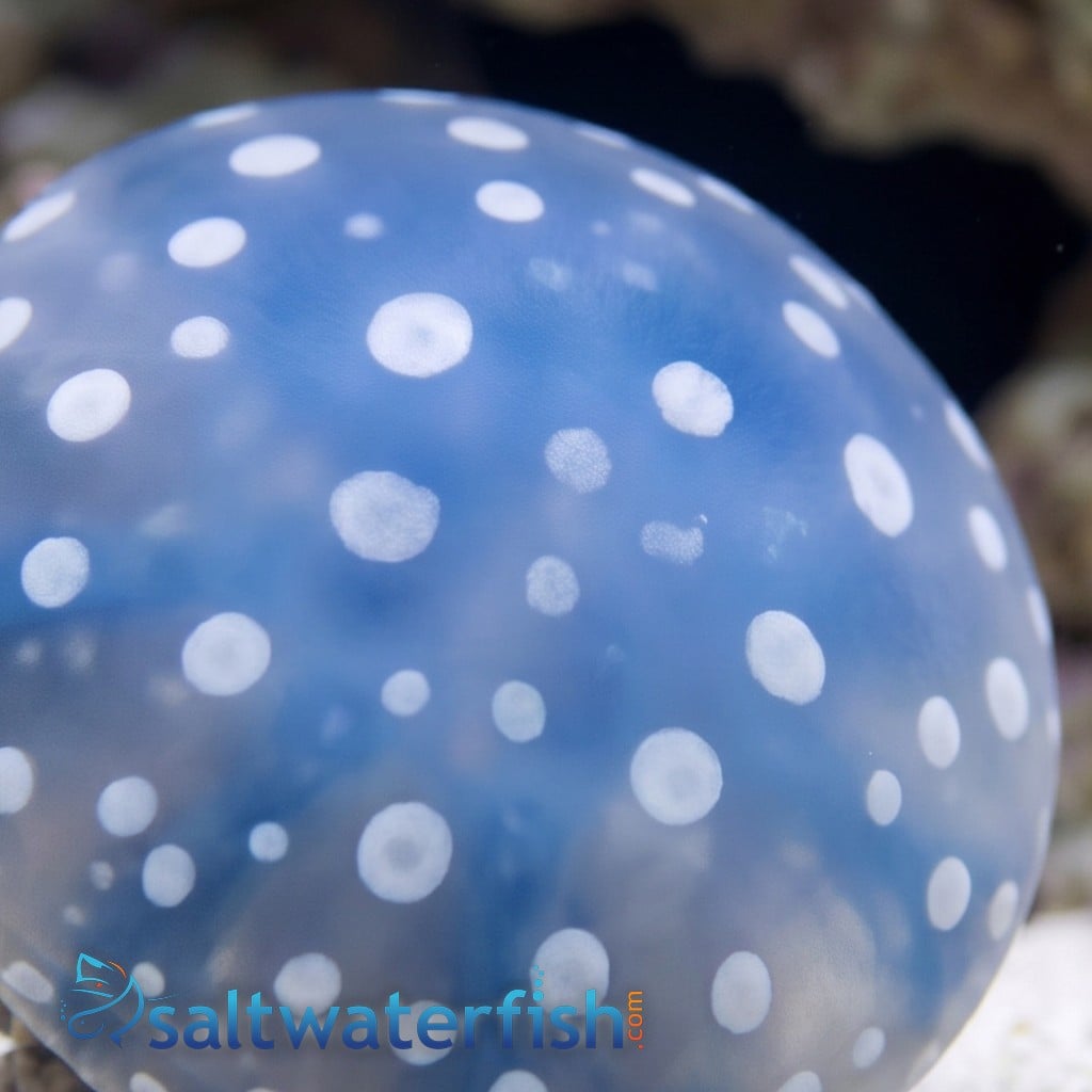 Violet Jellyfish